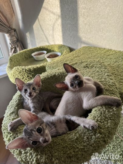 Ориентальные котята