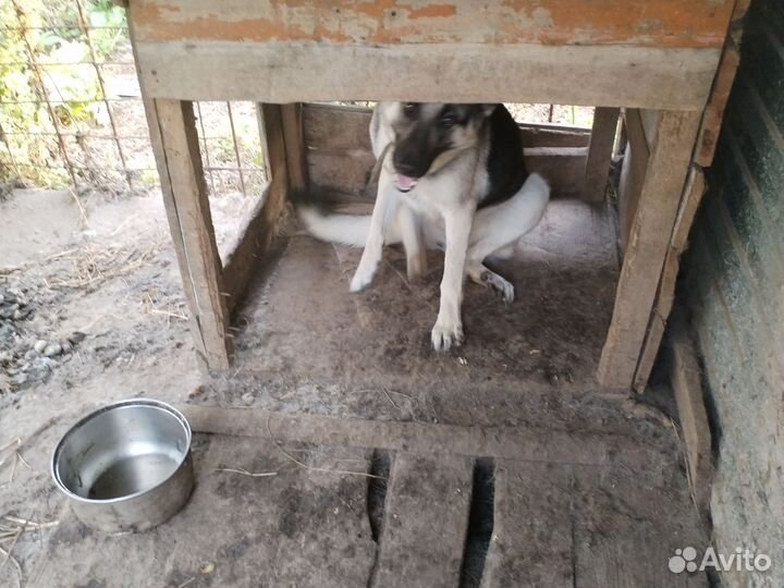 Восточноевропейская овчарка