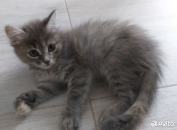 Котосемейство в добрые руки