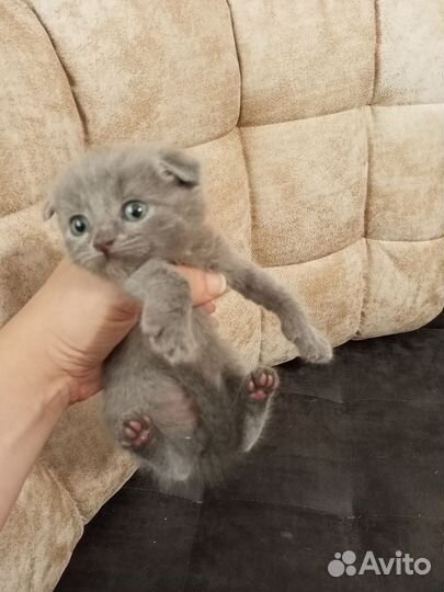 Шотландские вислоухие котята