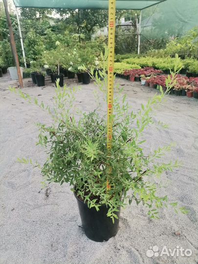 Спирея Грифшайм в горшках