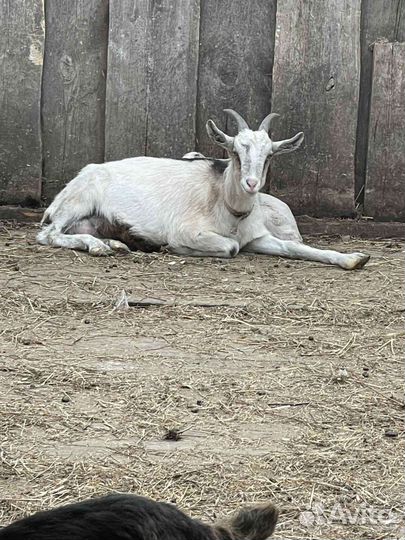 Козы, козлята