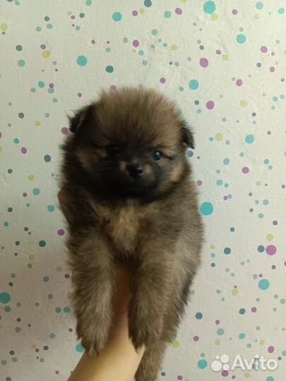 Померанский шпиц медвежьего типа