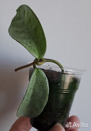 Хойя Grey ghost, Verticillata actuta variegata