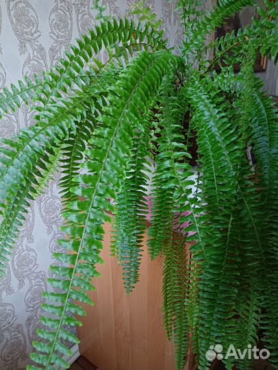 Папоротник нефролепис