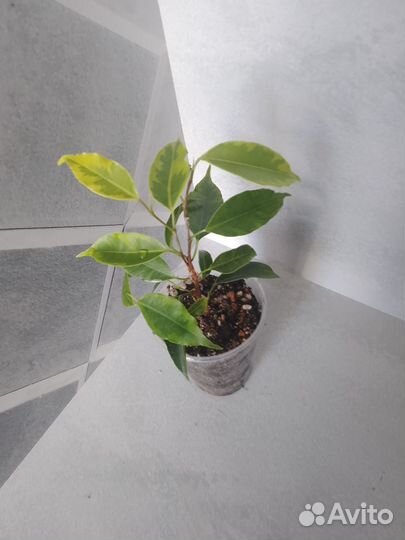 Сортовые фикусы