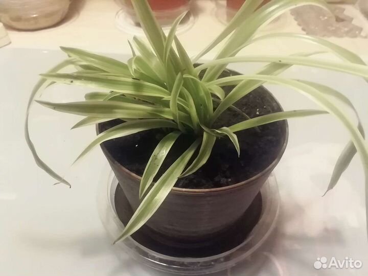 Хлорофитум