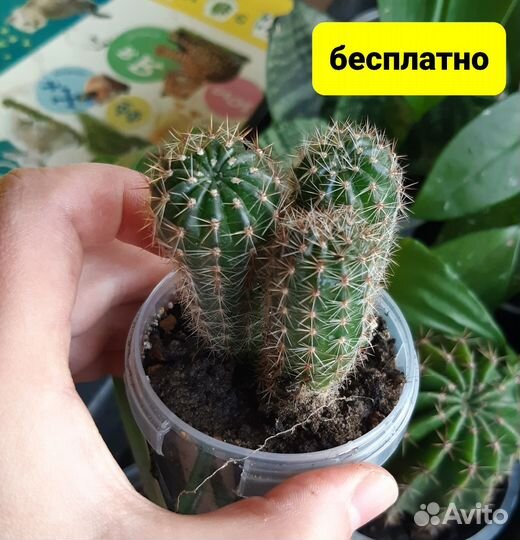 Кактусы цветы