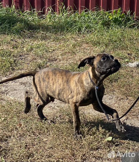 Щенки бульмастифа