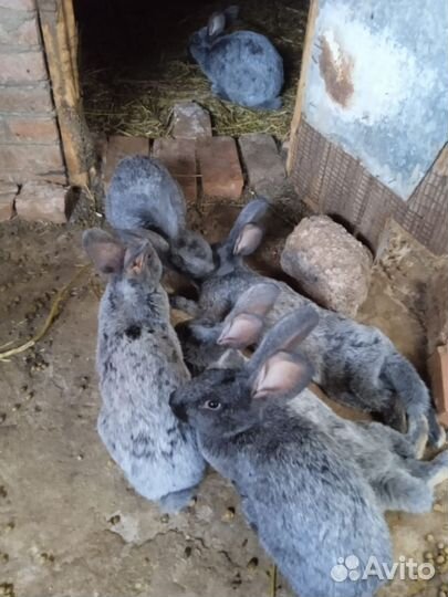 Кролики мясных пород