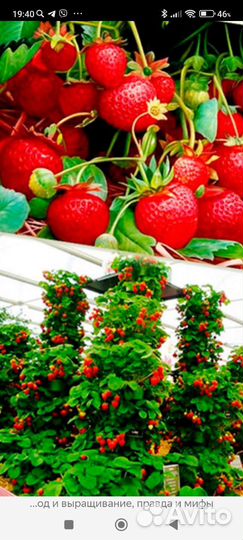 Клубника ремонтантная (крупноплодная) вьющаяся