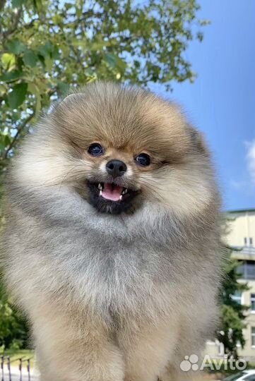 Померанский шпиц девочка