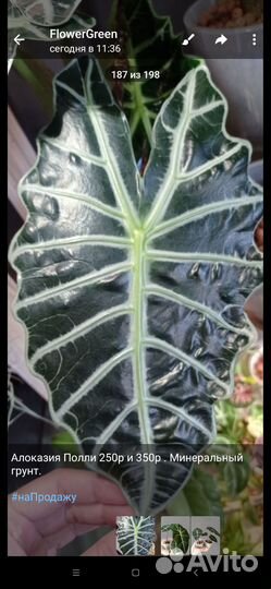 Разные растения