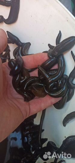 Пиявки (наживка для рыбалки)