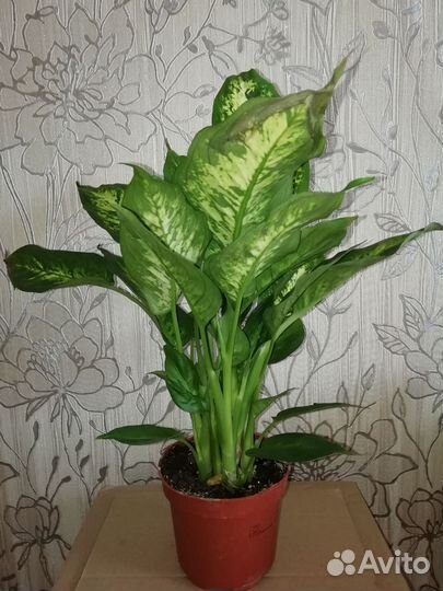 Диффенбахия компакта отростки