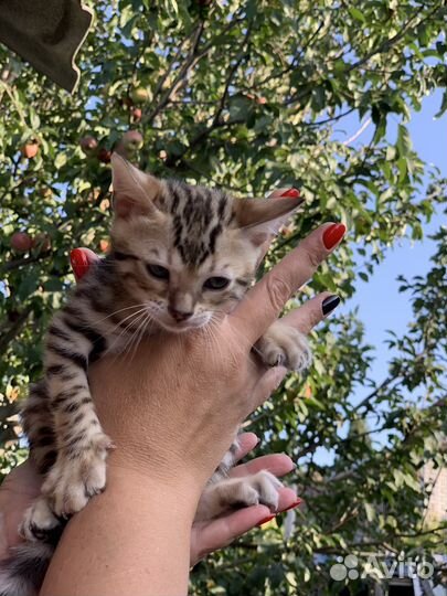 Бенгальские котята
