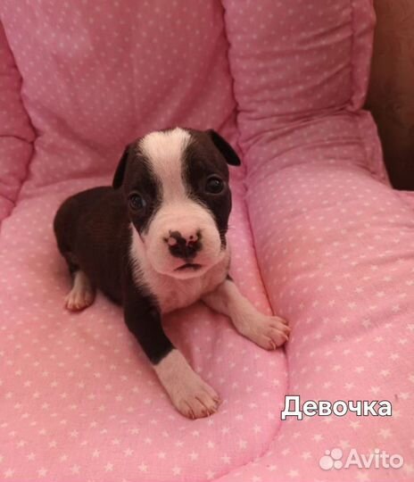 Щенки Стаффорда