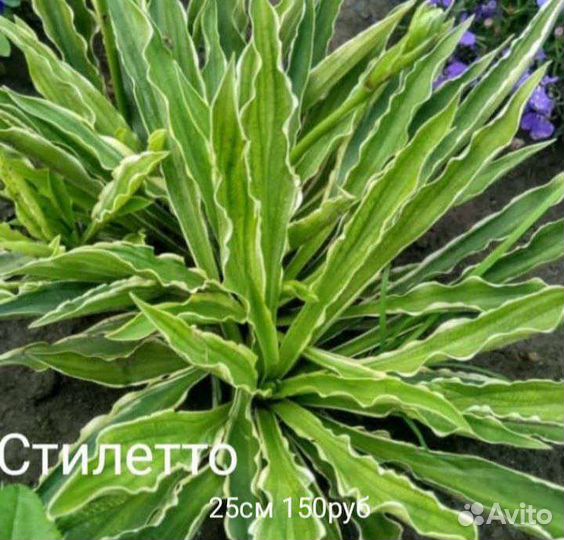 Хосты 20 видов