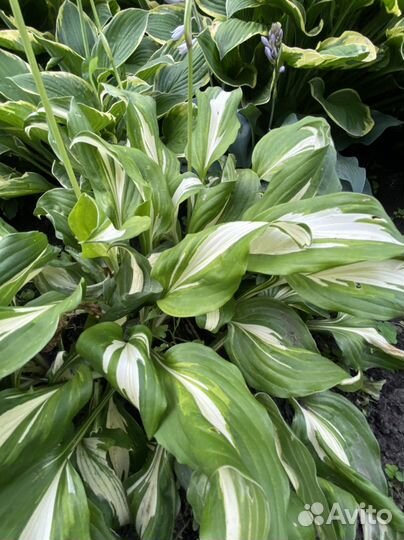 Хоста растение