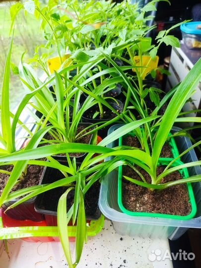 Хлорофитум Вариегата и Капский