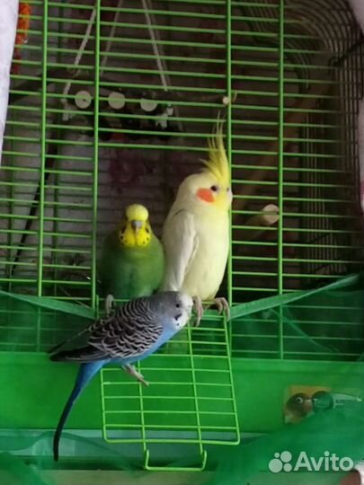 Волнистый попугай с клеткой