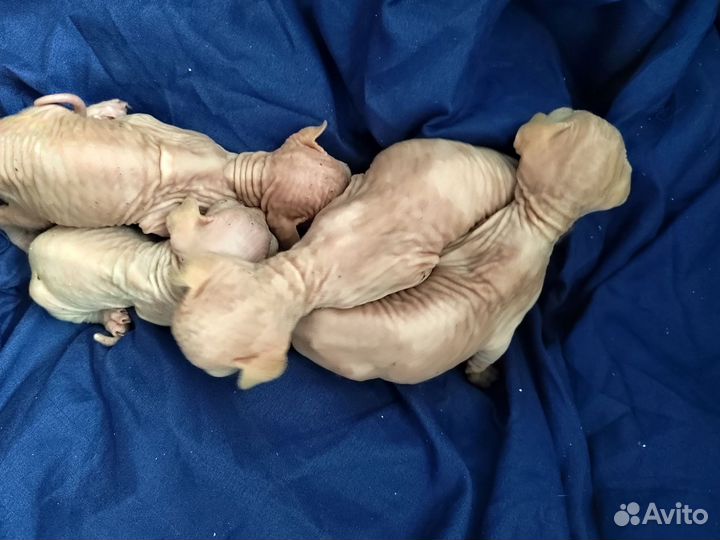 Канадский сфинкс котята