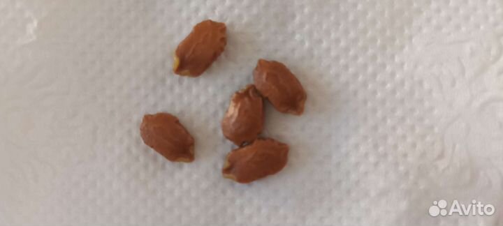 Семена момордики