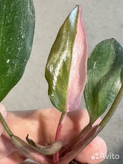 Филодендрон розовая принцесса