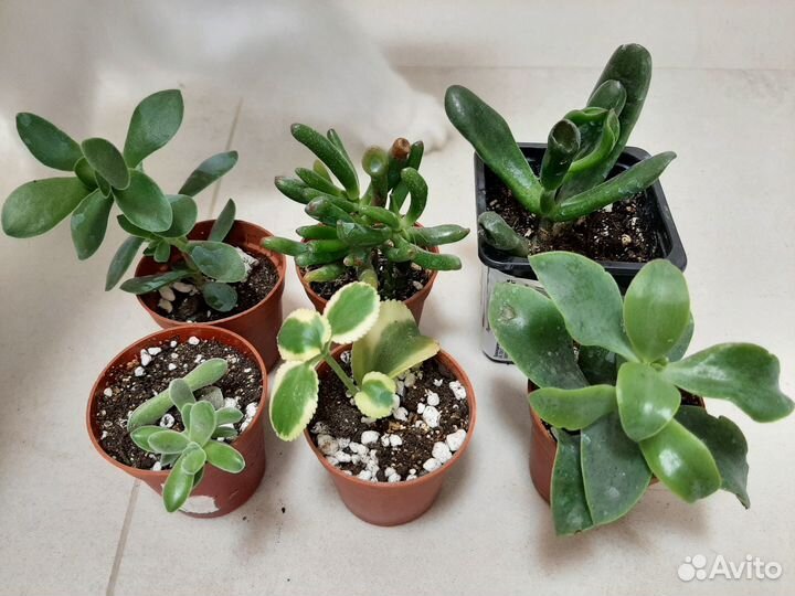 Суккуленты