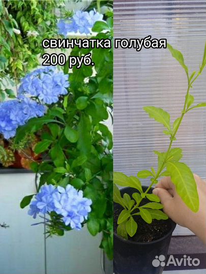 Декоративные кустарники