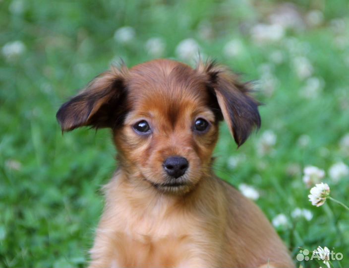 Щенок русского тоя, девочка