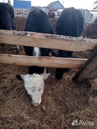 Продажа крс