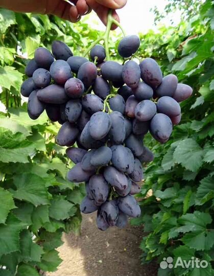 Черенки винограда