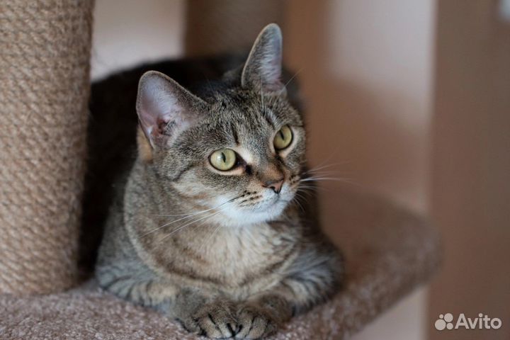 Кошка/кот в дар