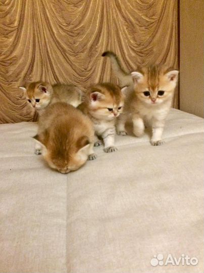 Британская золотая шиншилла