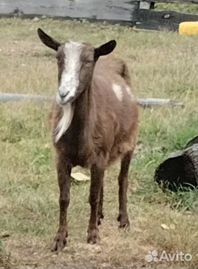 Козы дойные, козел