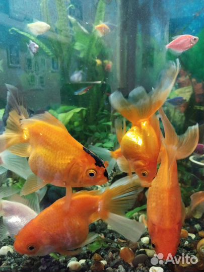 Рыба- золотые