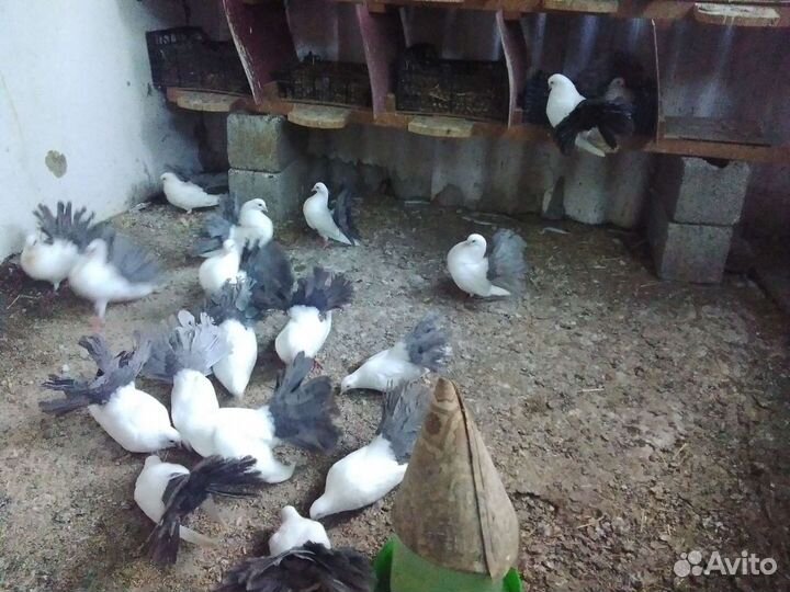 Голуби павлины