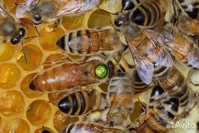 Пчеломатки Карника и Бакфаст