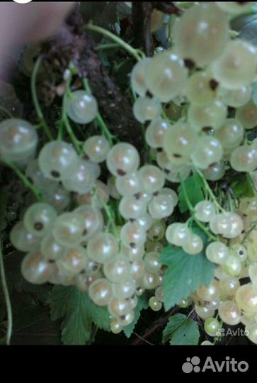 Смородина белая,красная