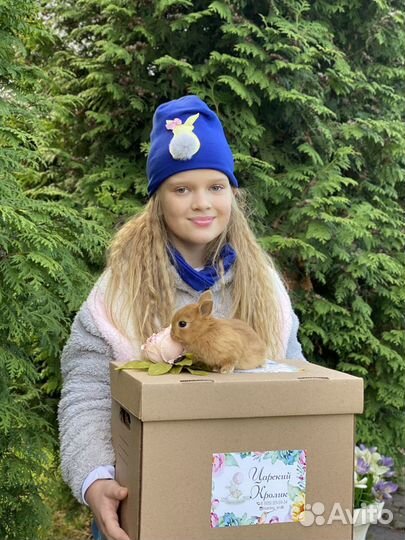 Породистые карликовые кролики