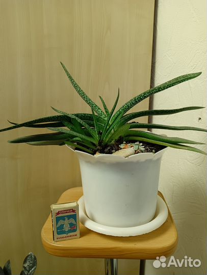 Комнатные растения