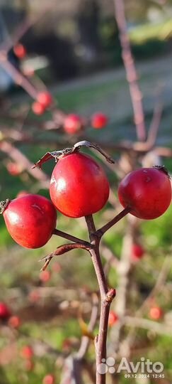 Змей Горыныч