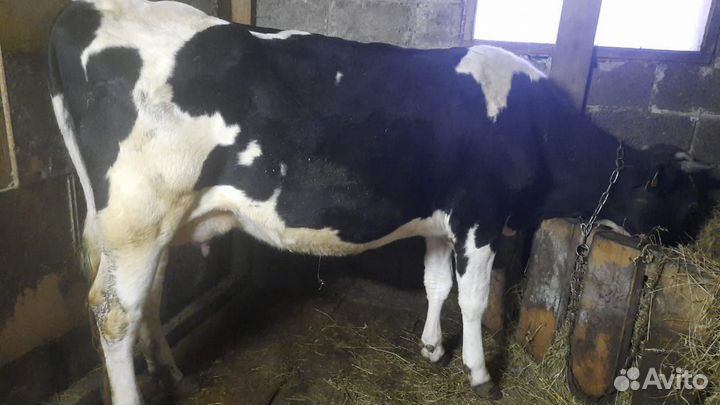 Коровы дойные молочные