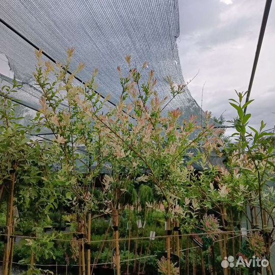 Ива Хаккуро- Нишики штамб