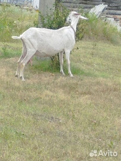 Продам козу дойную (зааненская)