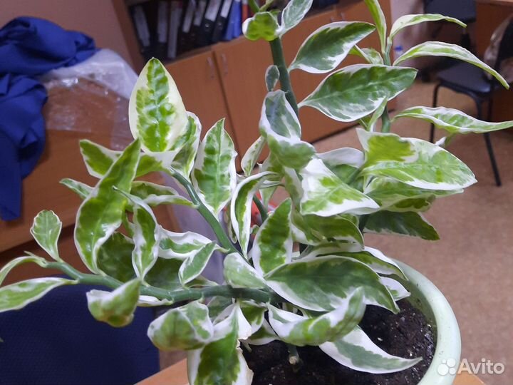 Педилантус