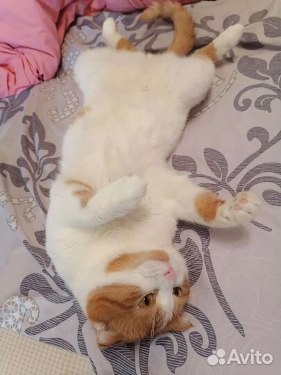 Вязка / случка