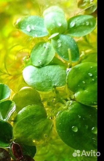 Набор плавающих растений для аквариума