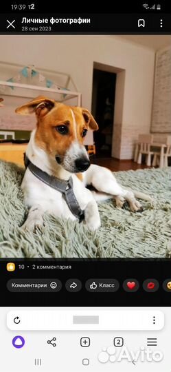 Вязка собак джек рассел